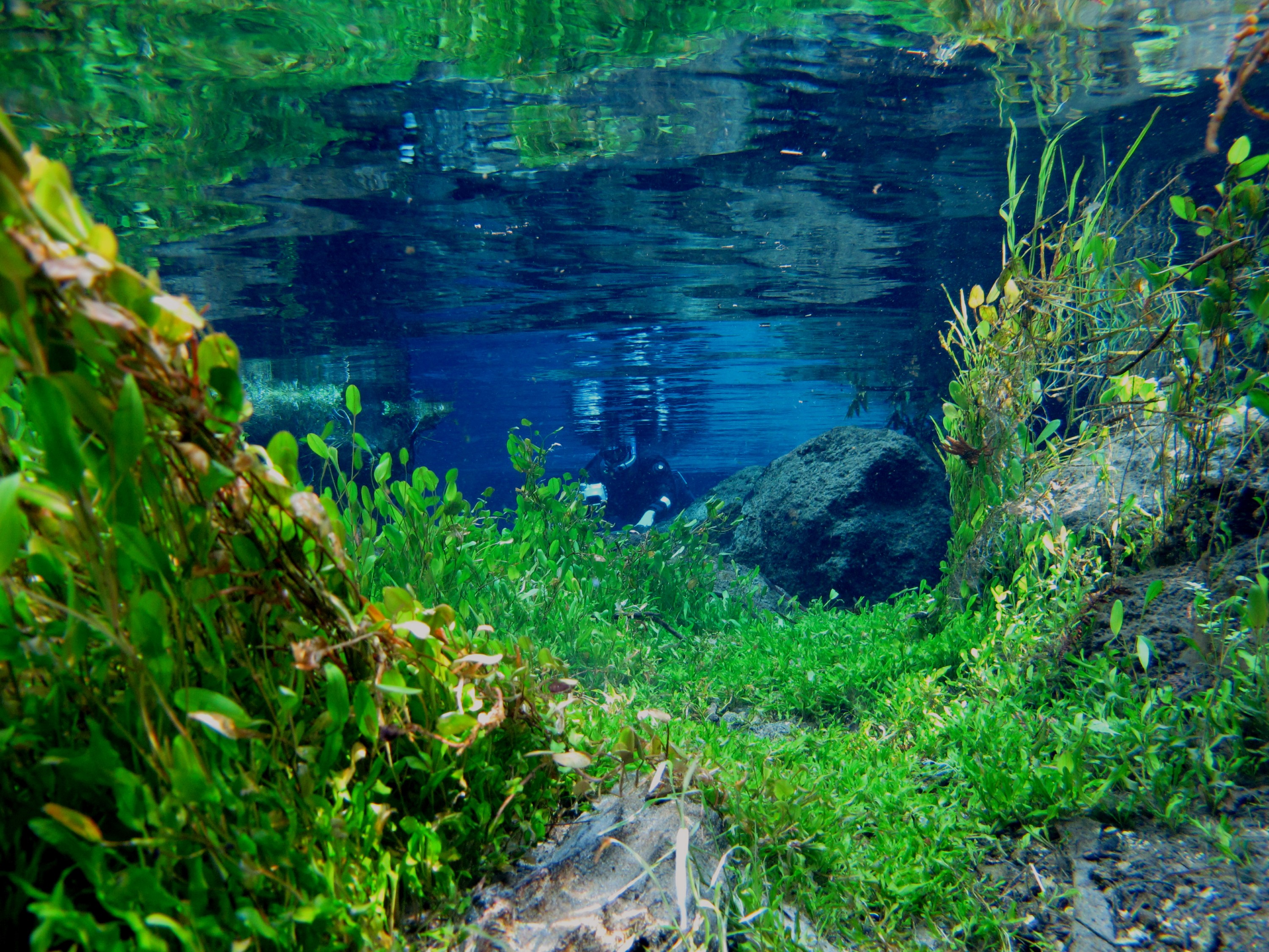 IMG_2400 – freshwater, new zealand, nz, spring, clear, flora, plants, blue water, blue spring, putaruru, te waihou, tirau, waikato